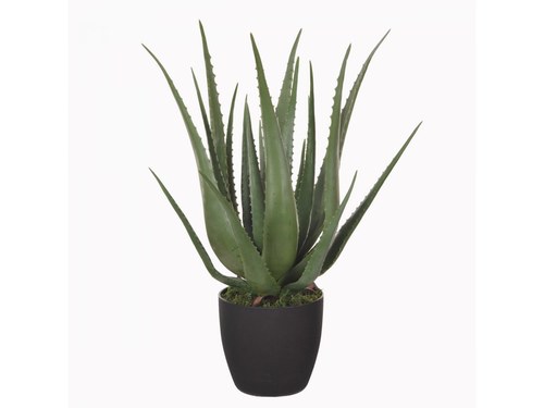 ALOE PIANTA H 70